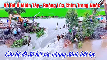 Vỡ Đê Ở Miền Tây - Ruộng Lúa Chìm Trong Biển Nước - Kobe Củng Bất Lực