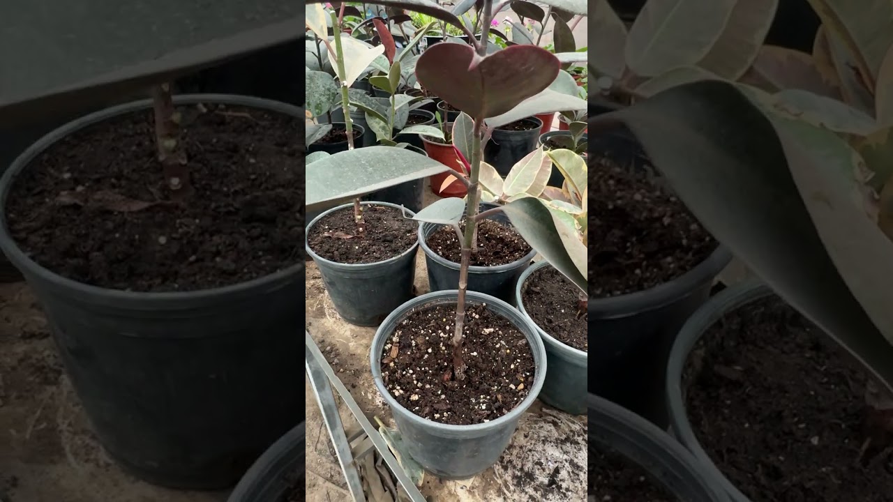 Фикусни қачон кесиш керак?