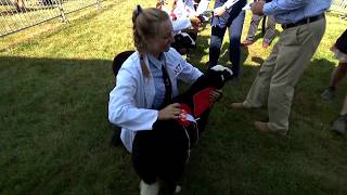 Defaid Balwen - Benyw Blwydd | Balwen Sheep - Shearling Female