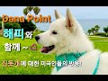 미국 다나포인트에서 뽐낸 진돗개의 인기!^^ / Happy the Korean Jindo gains fans at Dana Point