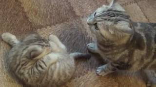 Шотланская вислоухая кошка с котятами Shotlanskogo fold cat with kittens Шотланская вислоухая кошка с котятами Shotlanskogo fold cat with kittens
