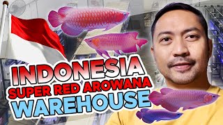 Kunjungan gudang arwana super red di indonesia