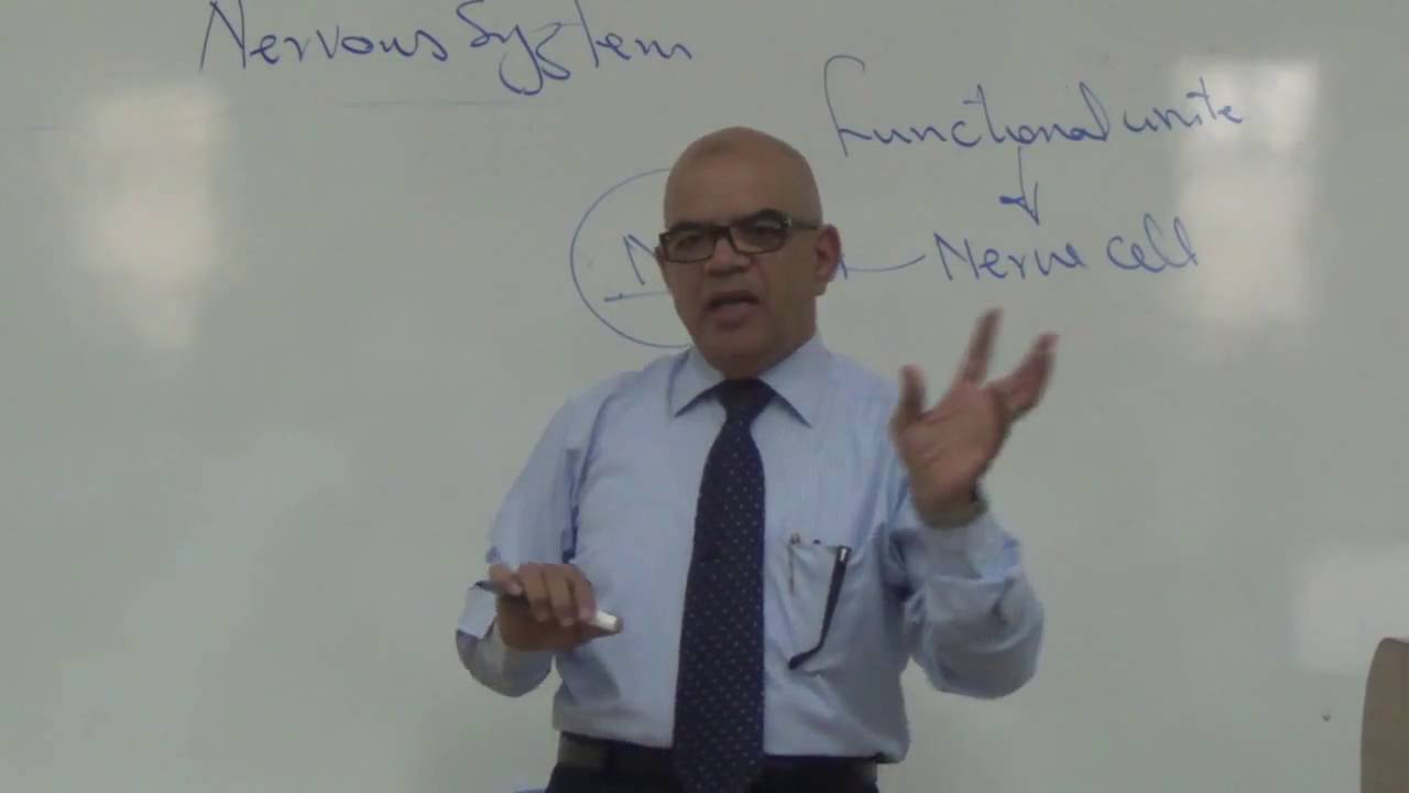 ◄╣ Neuroanatomy ♦ 1 Topography of the Nervous System ╠► YouTubevia torchbrowser com