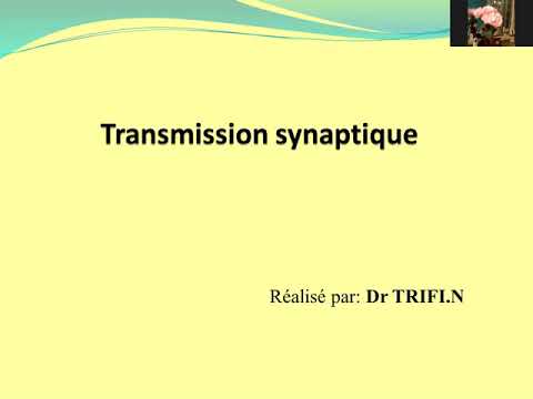 Vidéo: TRPC1 Assure La Médiation De La Transmission Synaptique Excitatrice Lente Dans Les Interneurones D'hippocampe Oriens / Alveus