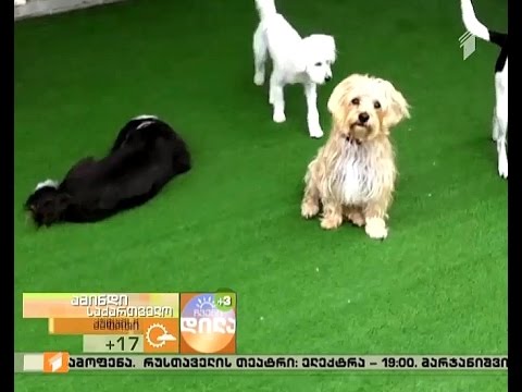 როგორ მოვუაროთ ოთახის ძაღლებს