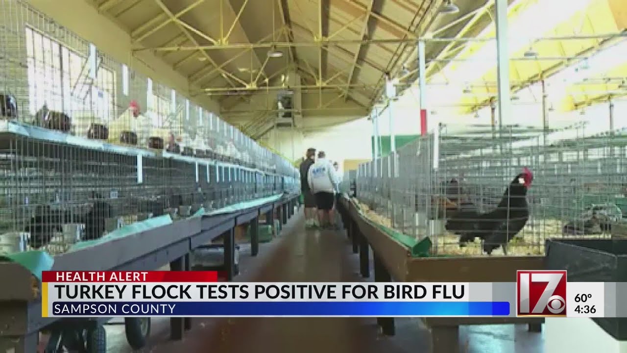 Turkey flock positive for bird flu in Sampson County - YouTube