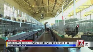 Turkey flock positive for bird flu in Sampson County