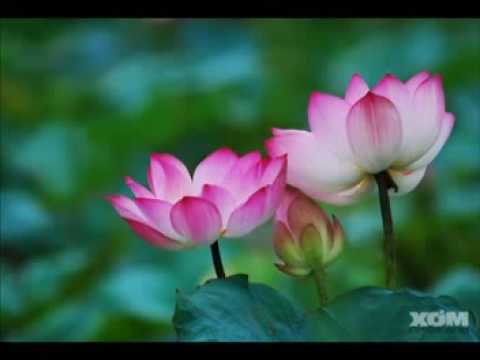 Buddha music for you - Tibet song - Chongshol Dolma - Out of the Himalaya