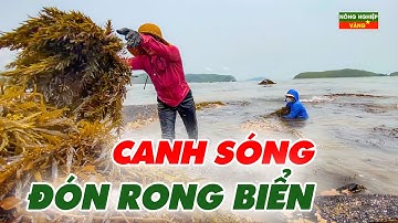 Mưu sinh bên ghềnh đá | Nhọc nhằn nghề "canh sóng" hái RONG BIỂN