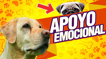 ¿Cuál es la raza de perro más emocional?