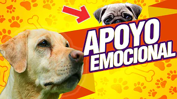 ¿Qué raza de perro es más emocional?