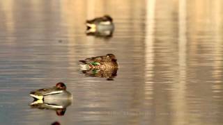 Eurasian teal (Зимно бърне) More personal videos! http://birdsphotographer.com/?p=1883&lang=en

Canon 7D, Canon 500/4 + 1.4x II, IS set to ON, Rode stereo mic