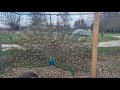 More of the Peacocks 🦚❤️ #peacock #farmlife #birds