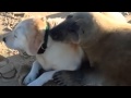 Awesome Seal and Dog