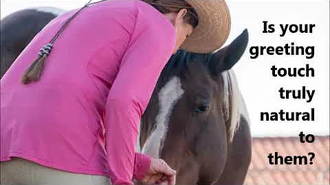 Beyond Natural Horsemanship.......  Holistic Horse...