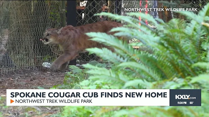 Spokane cougar cub finds new home