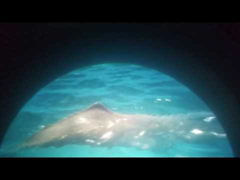 Video: Möt Australiens Verkliga Moby Dick - Matador-nätverk