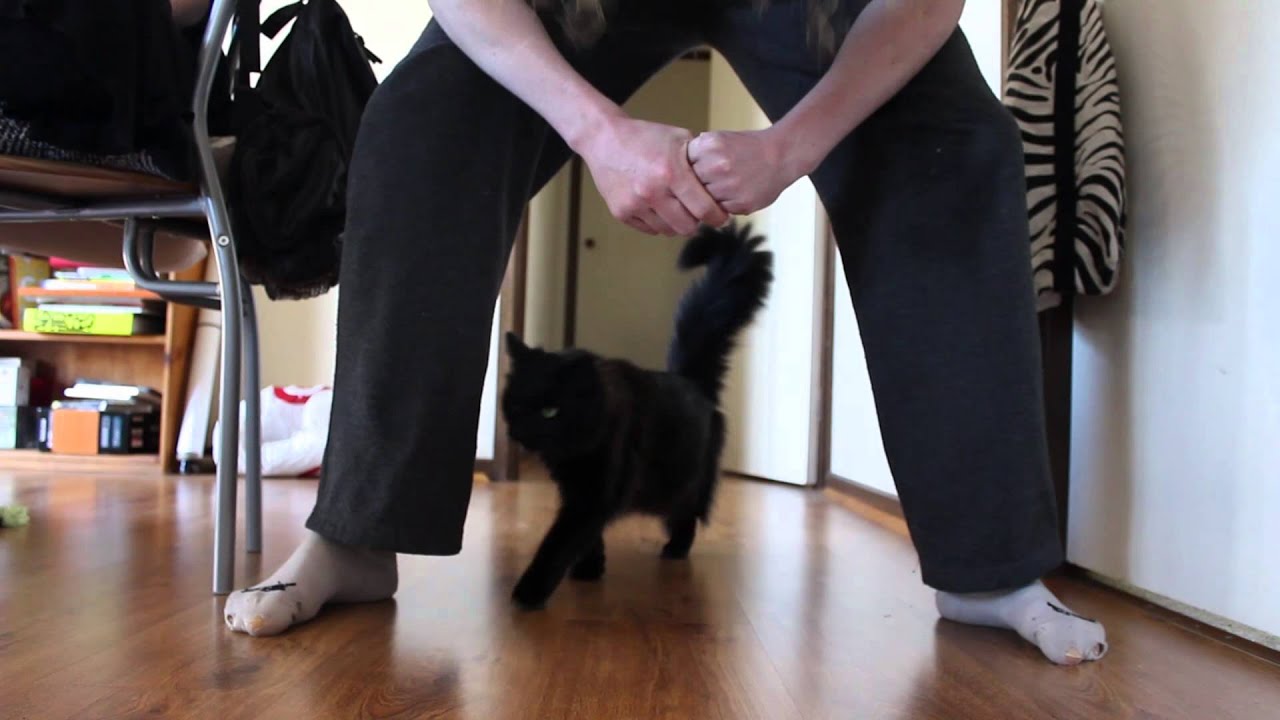 Annoying my assistant, Boo - YouTube