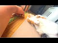 まりもの近況報告です