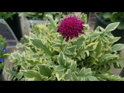 วีดีโอ: ข้อมูลพืช Knautia - วิธีปลูกดอกไม้ Knautia