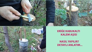 ERİK AĞACINA KABUK ALTI KALEM AŞISI NASIL YAPILIR?  DETAYLI ANLATIM !!!