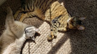 Social Distancing with Cats or...our normal day to day | May to June 2020