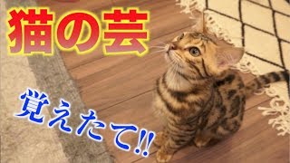 【神業】猫たちが芸を覚えました！！