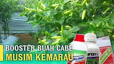 PUPUK PELEBAT BUAH CABE MUSIM KEMARAU | CABE KALIBER METODE PROFESOR UDIN