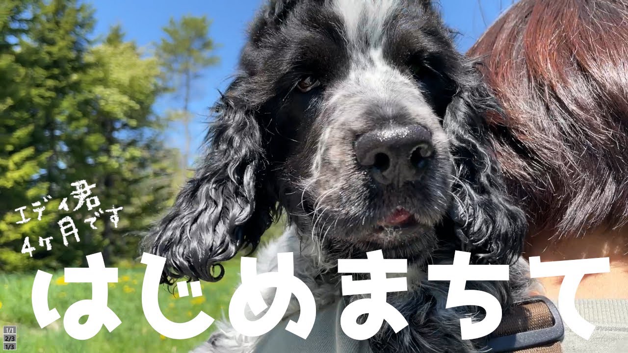 可愛くて面白くてワチャワチャ 赤ちゃんイングリッシュコッカーとのお散歩 Youtube