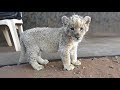 Cute Baby Lion Feeding and Exploring
