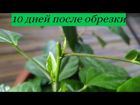 Бейне: Гибискус шайы