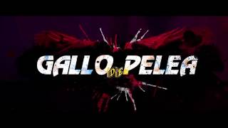 Gallo de Pelea Clip