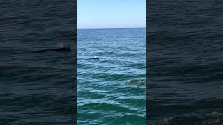 A relaxing swim with the dolphins #asmr #dolphins #california #santabarbara #ocean