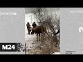 Люди спасли лося, который запутался в проводах в Омской области - Москва 24
