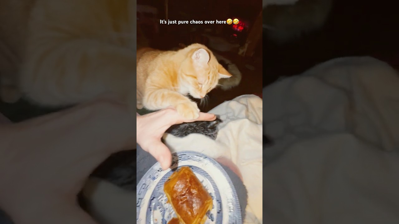 Оранжевый кот. Новый хаос 👏❤️ 