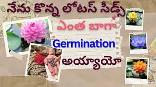 నేను కొన్న లోటస్ సీడ్స్ఎంత బాగాGermination అయ్యాయో Lotus seeds are Germinate#Lotus Seeds#germination