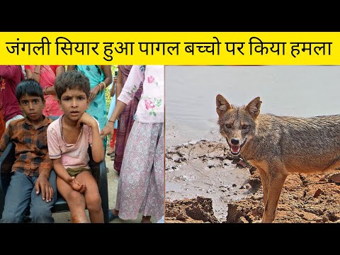 जंगली सियार हुआ पागल 🐺 4 बच्चो को किया घायल 😮