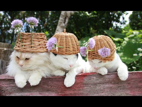 のせ猫あさつきの花帽子 220627