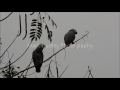 Wild African Grey Parrots Evening Calls