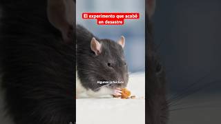 EL CRUEL EXPERIMENTO CON RATONES QUE ACABÓ EN DESASTRE