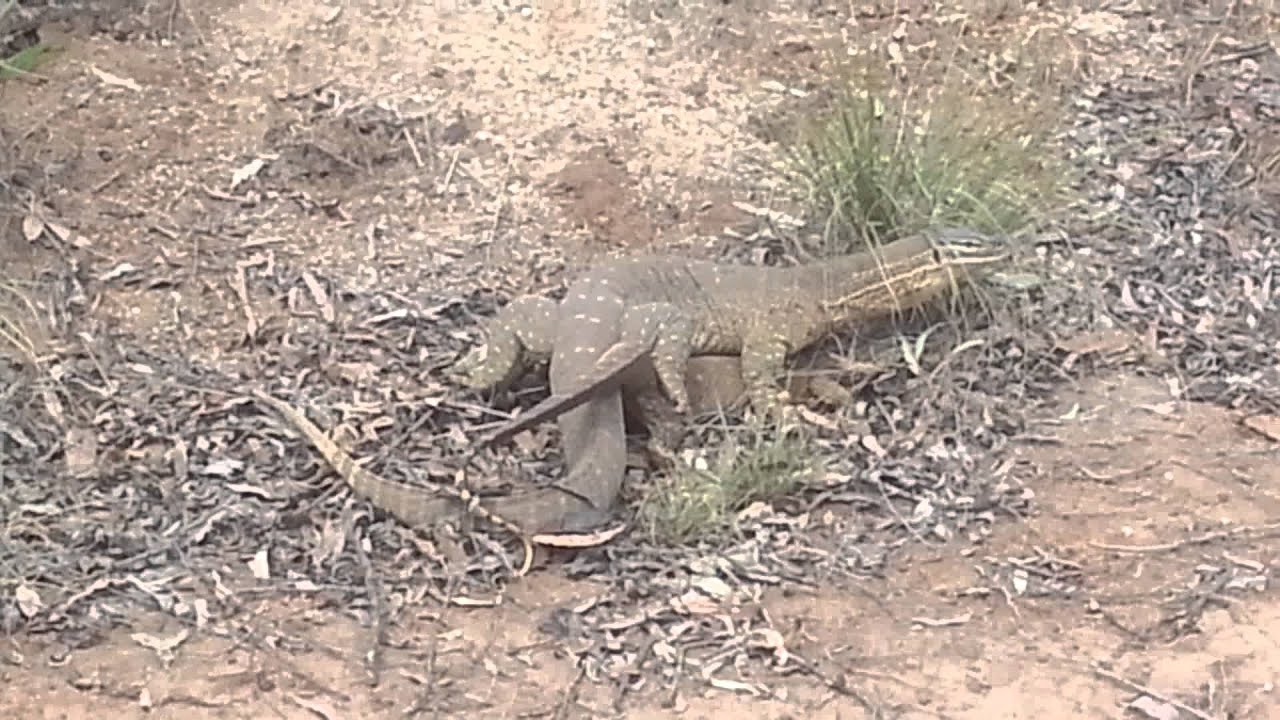 Goanna s Mating YouTube
