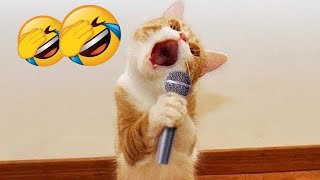 🐈😹 Try Not To Laugh Dogs And Cats ❤️🤣 Best Funny Animal Videos # 15