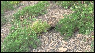 Hurricane Ridge Marmots with Steve