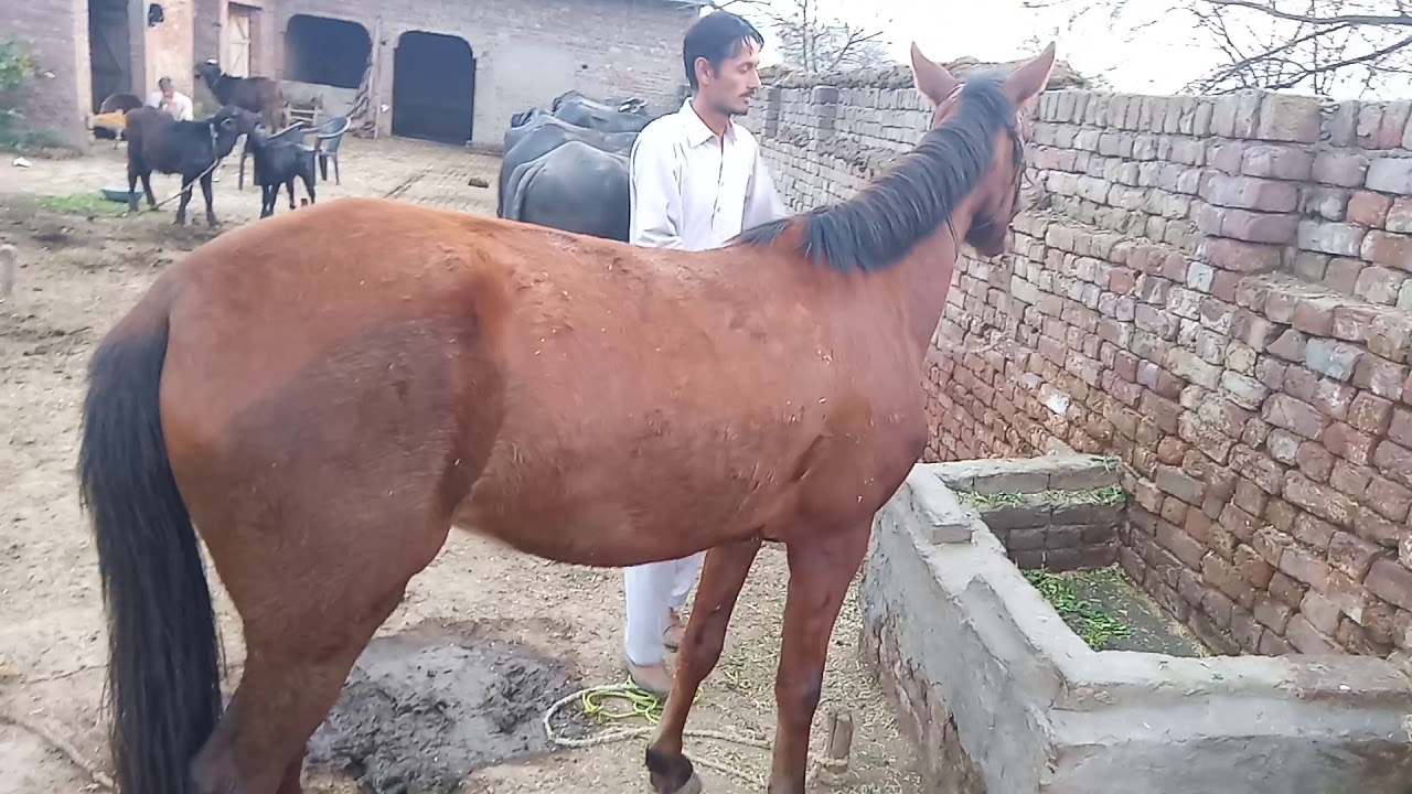 One horse for sale Gujrat punjab Pakistan. YouTube