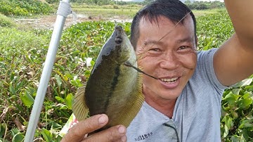 câu cá sặc rằn, trúng mánh bầy cá già, mập @TAMCARO