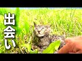 【野原でボロボロになっていた子猫。】@taipi 【切り抜き】