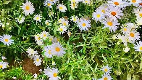 فلما تراءا الجمعان - سورة الشعراء ( قرآن مرتل) الشيخ محمود الطوخي