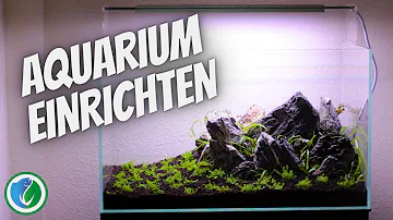 Wie richte ich am besten mein Aquarium ein?