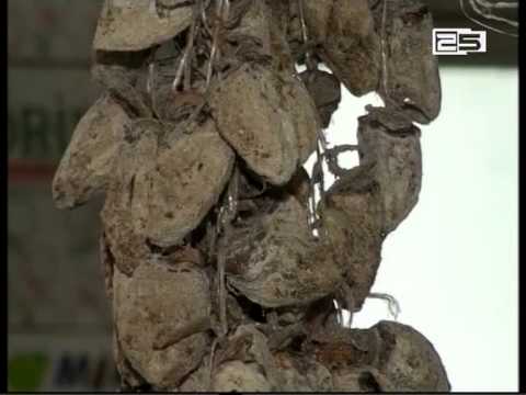 რუსეთი  საქართველოსთან თავისუფალი ვაჭრობის შეთანხმებას აჩერებს