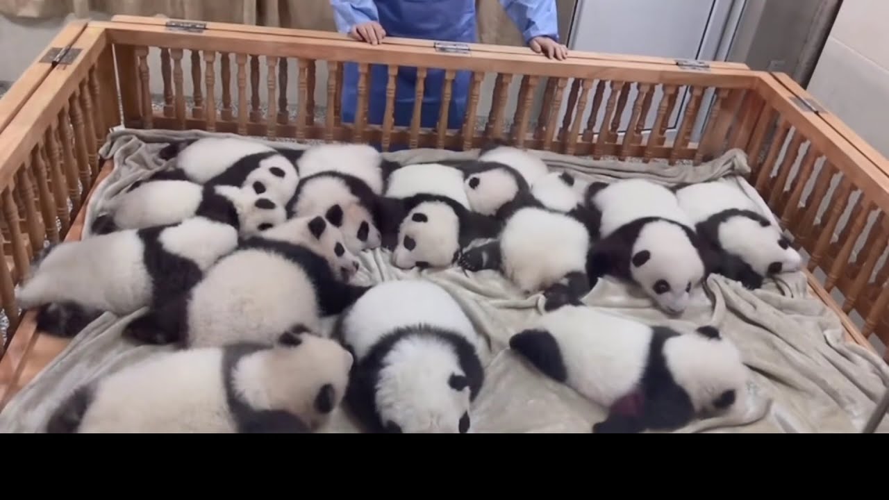 Animales Raros -Kung Fu Panda, Vida Silvestre, Explicación de Animales ...